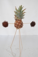 14_fruitconstellation5.jpg