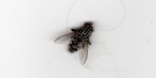 vlieg-klein1.jpg